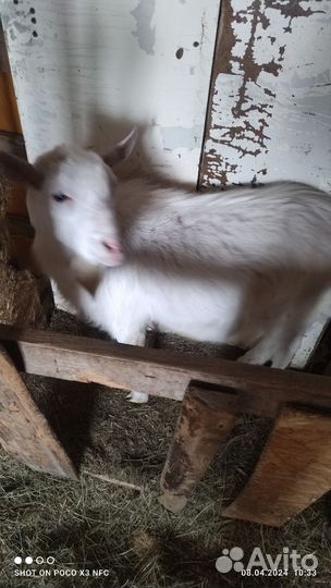 Козел комолый на племя, зааненской породы