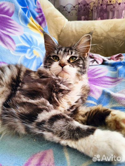 Мейн-кун Кошечка