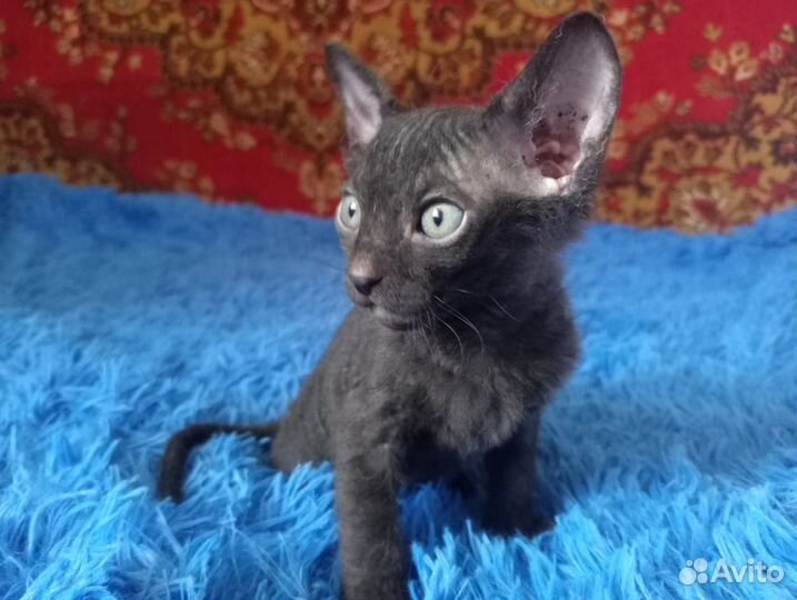 Канадский сфинкс