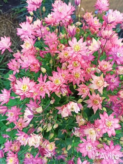 Аквилегия махровая