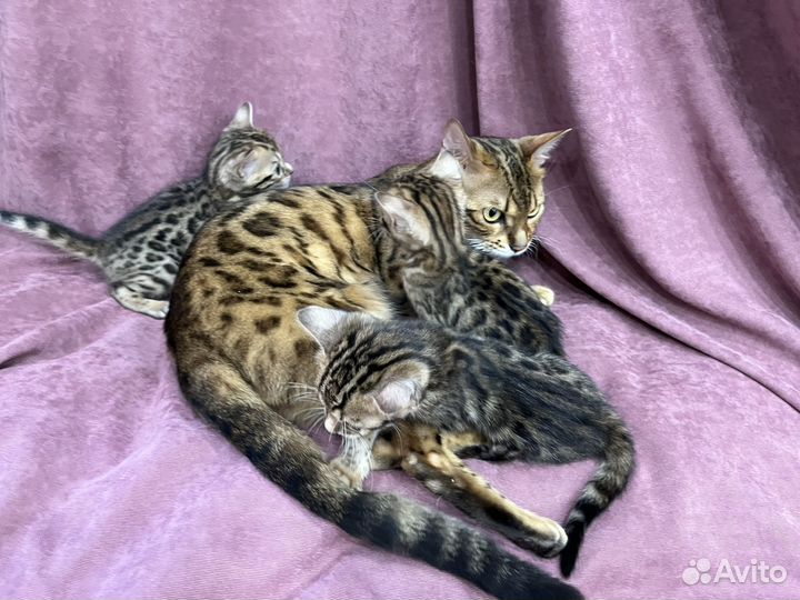 Бенгальская