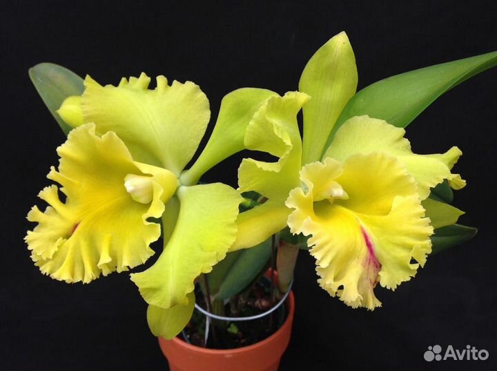 Орхидея Каттлея