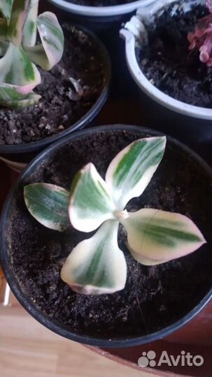 Красула вариегатная