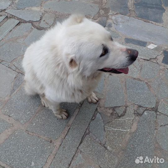 Вязка алабай