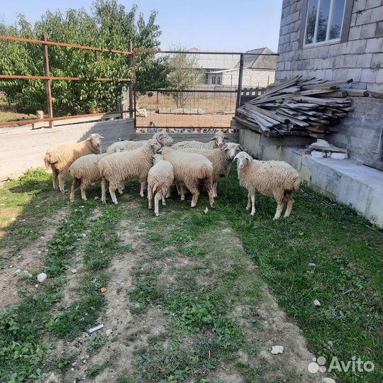 Курдючные бараны овцы