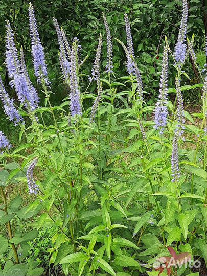 Вероника узколистная