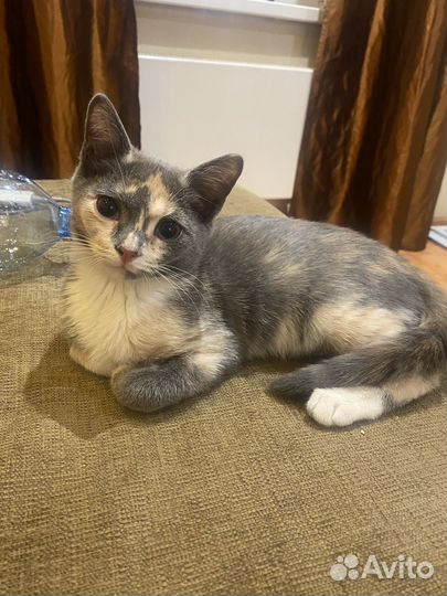 Веселый котенок девочка