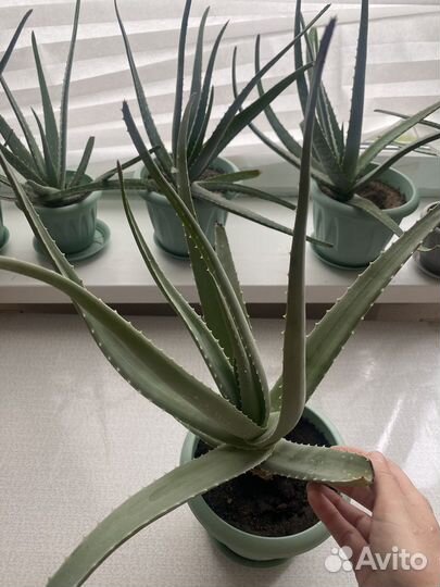 Алоэ вера растение