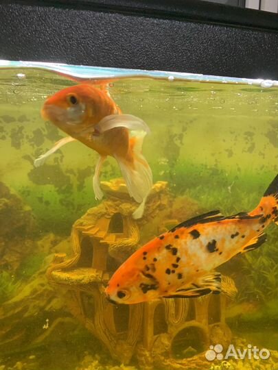 Аквариум с рыбками и декор