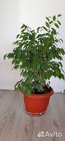 Фикус Бенджамина