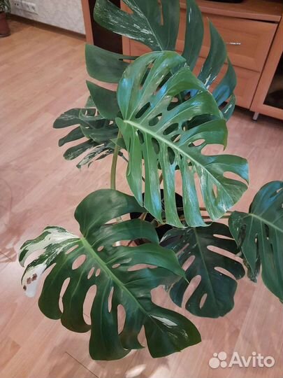 Монстера вариегатная