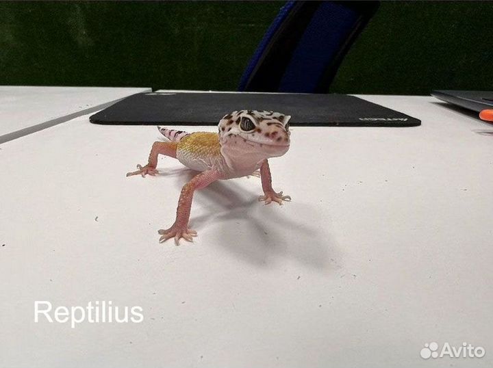 Эублефар Эублефар с комплектом