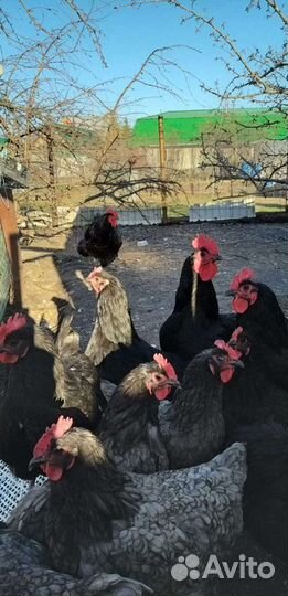 Джерсийский Гигант