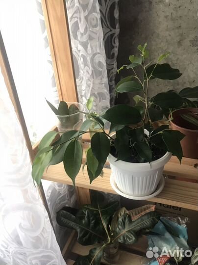 Фикусы Мелани, Абиджан, разные виды бенджаминовых