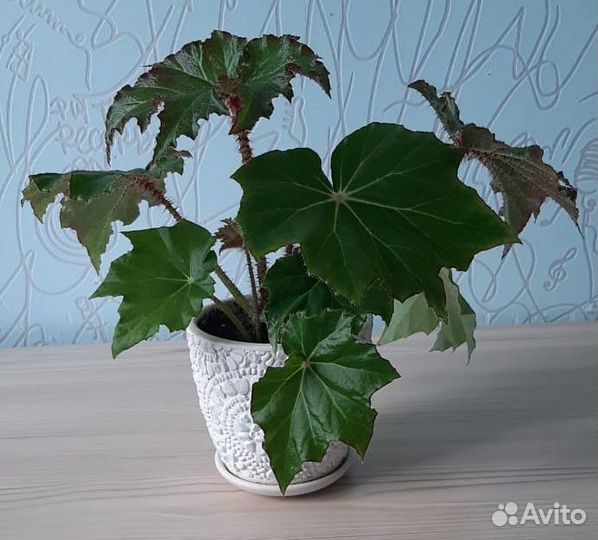 Бегония декоративно лиственная