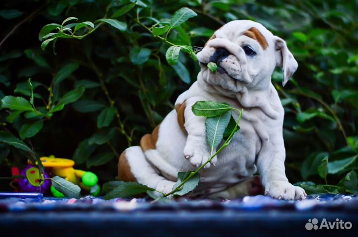 Английский бульдог