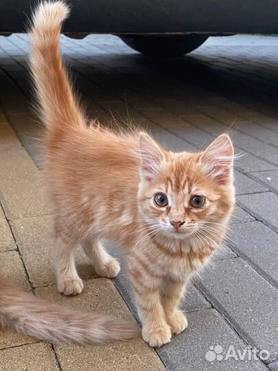 Домашние животные котята