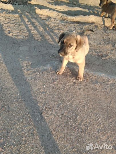 Собака в добрые руки отдам бесплатно