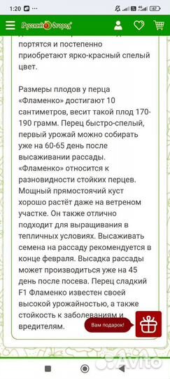 Перец болгарский рассада