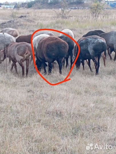 Курдючные бараны овцы