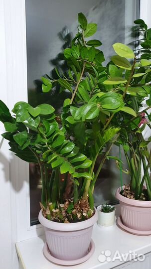 Замиокулькас