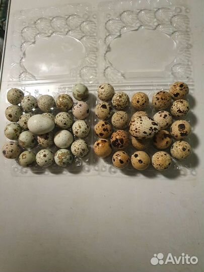 Яйца перепелиные