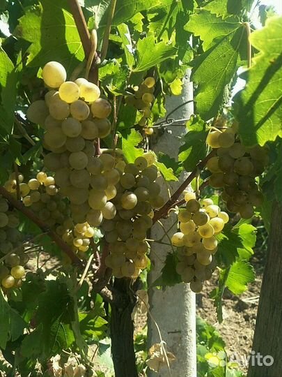 Виноград Белый технический Шардоне на вино