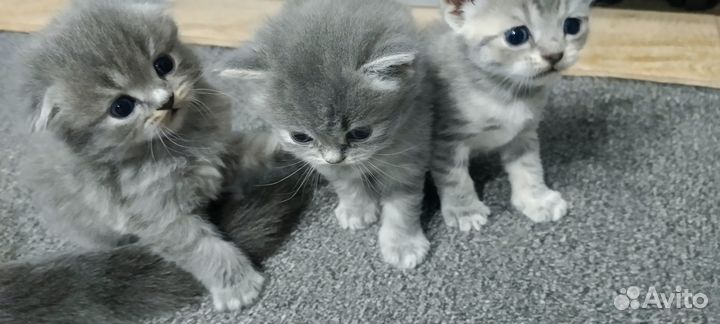 Продажа шотландских котят