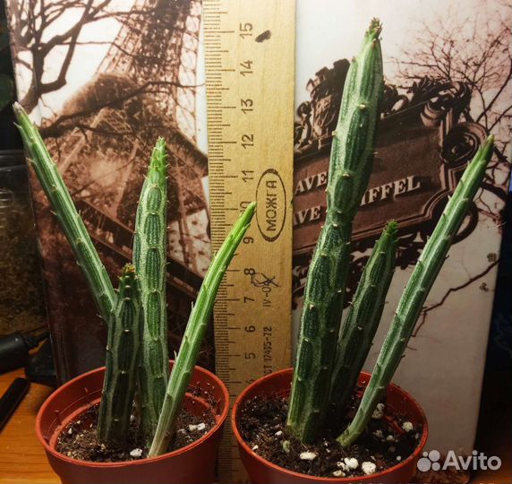 Эхеверии,церопегии,эониумы и др