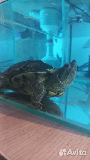 Черепаха