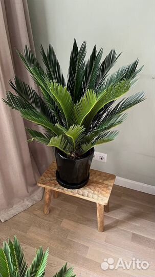 Цикас, пальма, в наличии