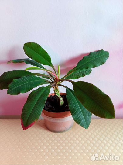 Молочай, возможен обмен