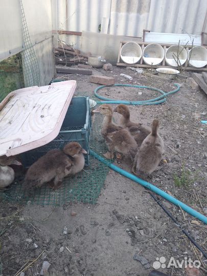 Утки красный бык