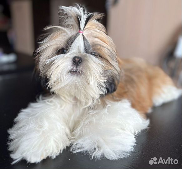 Малышка Ши Тцу