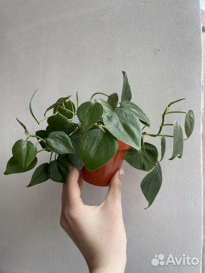 Филодендрон сканденс