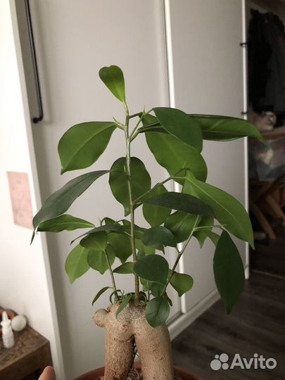 Фикус Микрокарпа бонсай