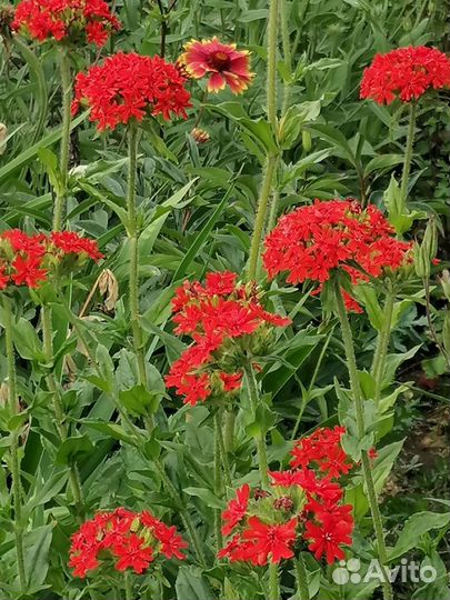 Львиный зев, монарда и др