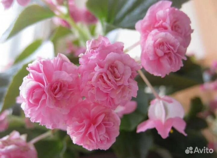 Пеларгония королевская, герань сортовая, бегония