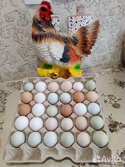 Домашние куриные яйца