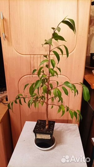 Фикус Бенджамина