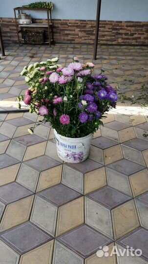 Астра срезка, цветы букеты