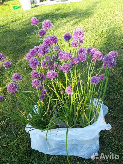 Лук шнитт маленький и большой