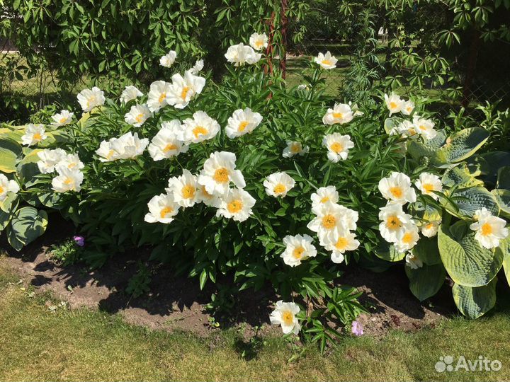 Пионы саженцы
