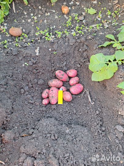 Продам картофель оптом