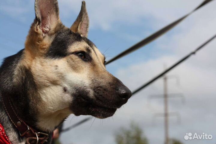 Собака в добрые руки