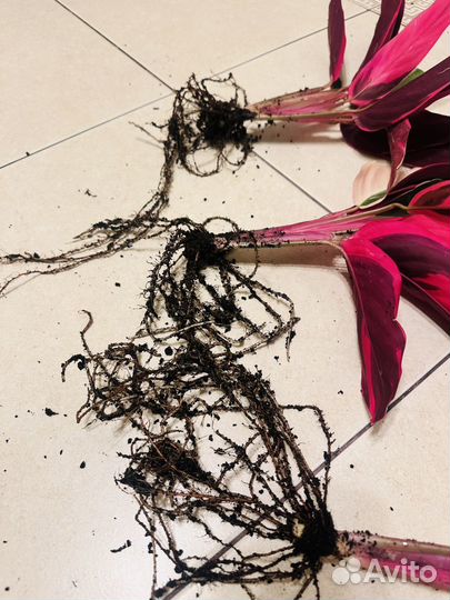 Строманта триколор