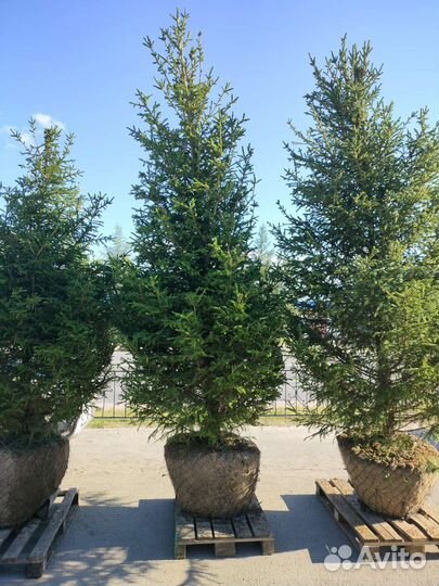 Ель, ёлка, ёлочка