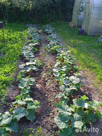 Огурцы свежие, малосольные, солёные домашние