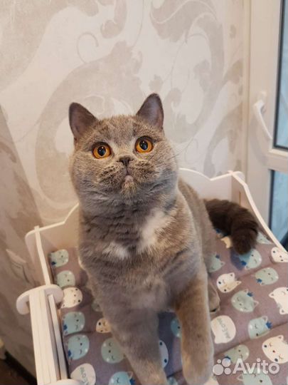 Британские котята