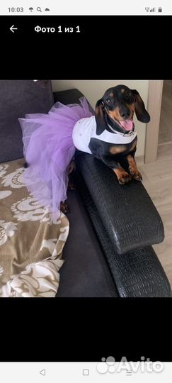 Одежда для маленьких собачек